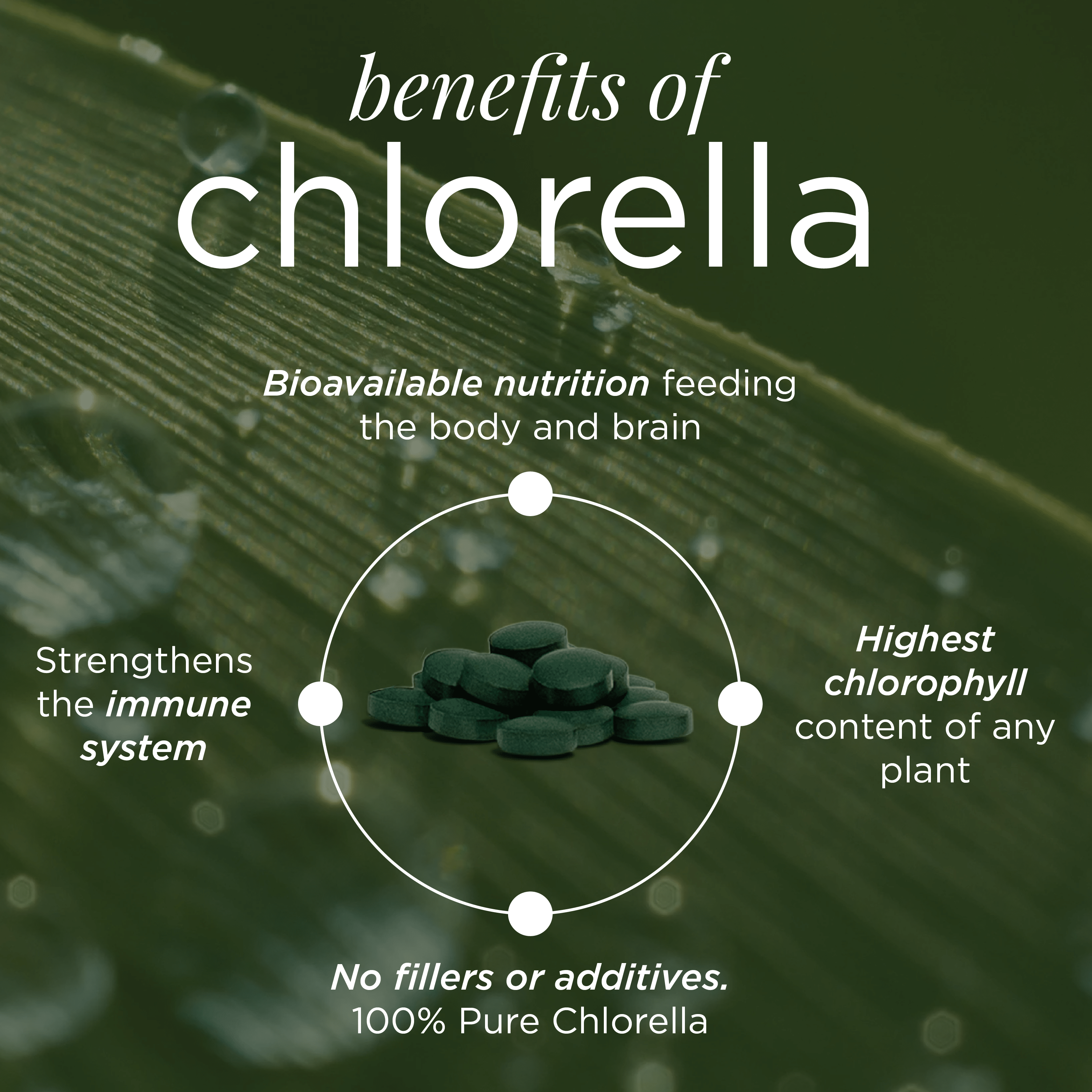 RECOVERYbits® Chlorella | Large Box - ENERGYbits