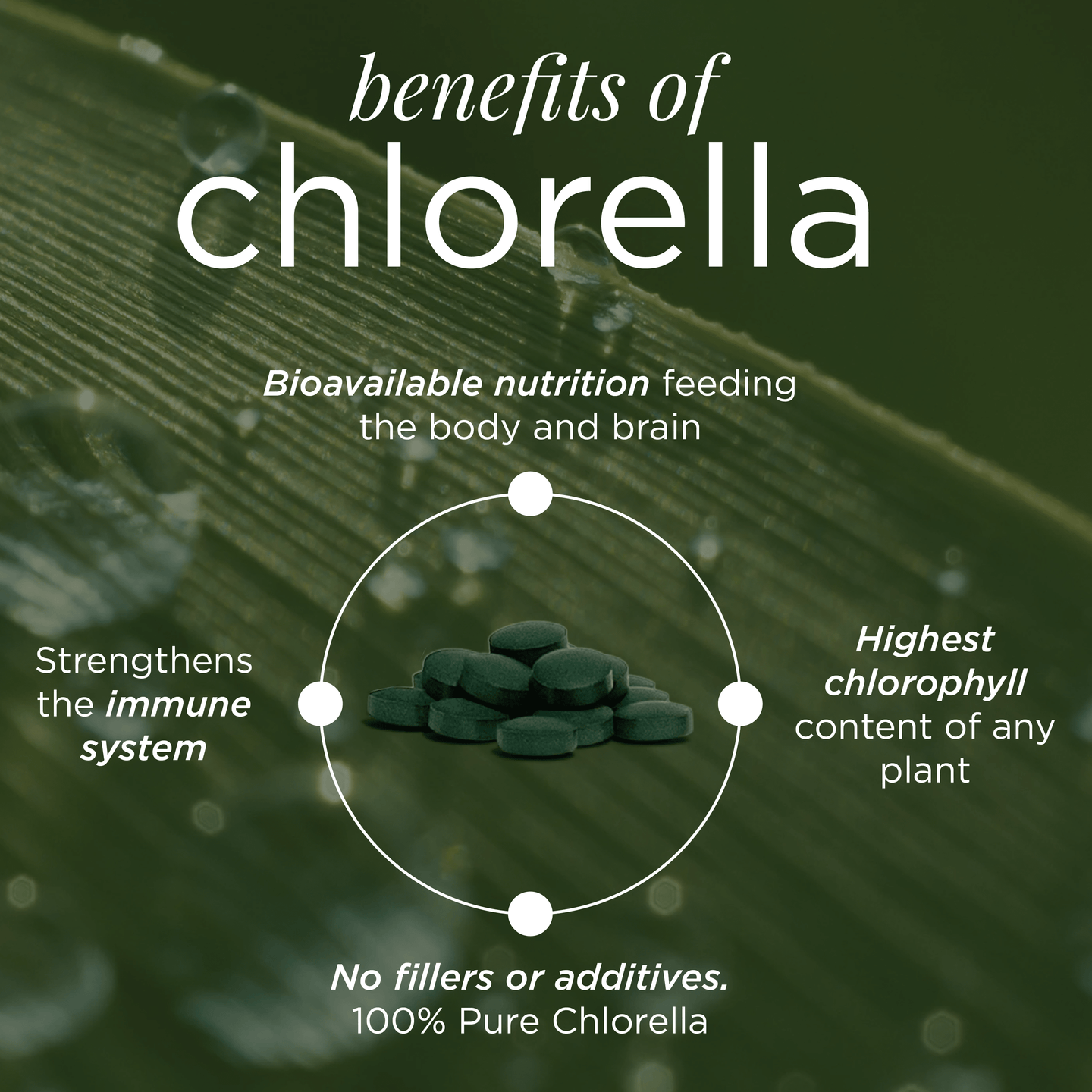RECOVERYbits® Chlorella | Large Bag — imagen 3
