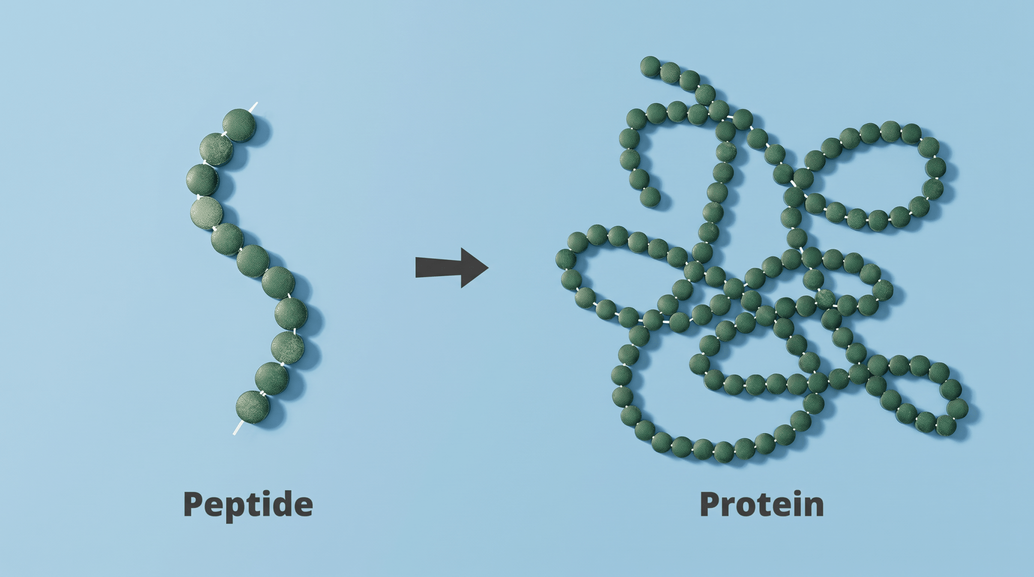 Peptides vs Protein: What Is the Difference, and Where Does Spirulina Fit? - ENERGYbits