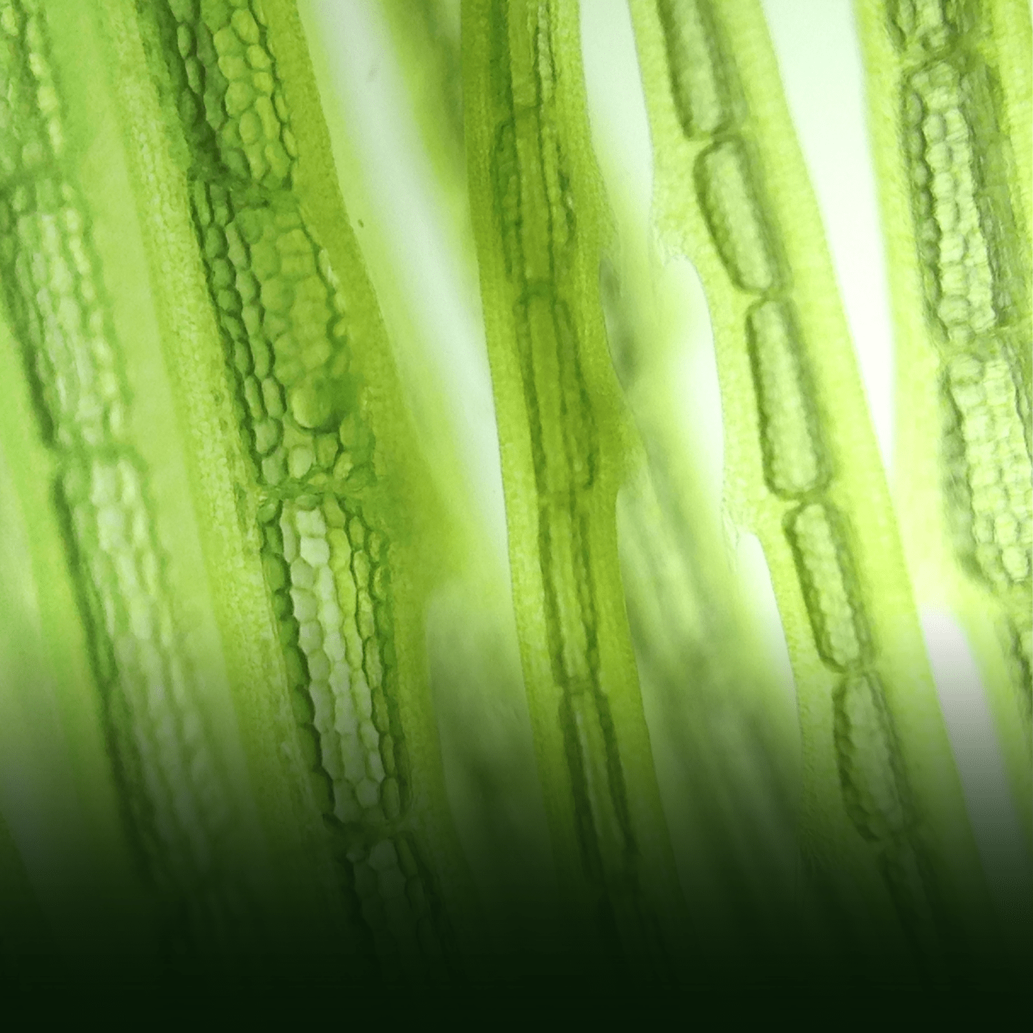 Spirulina vs Greens Powder: Which Is Better for Daily Nutrition? - ENERGYbits