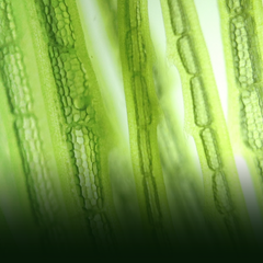 Why Algae
